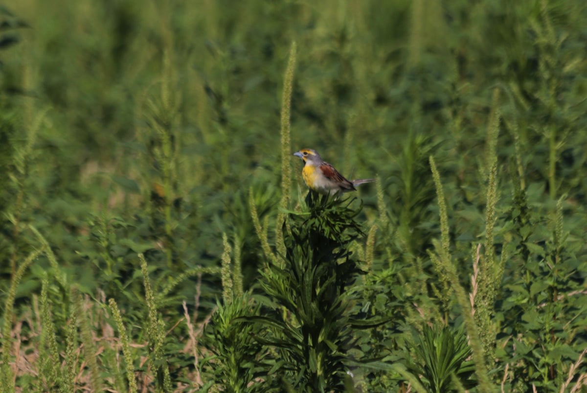 Male Dicksissel